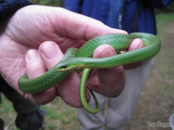 preview Smooth Green Snake