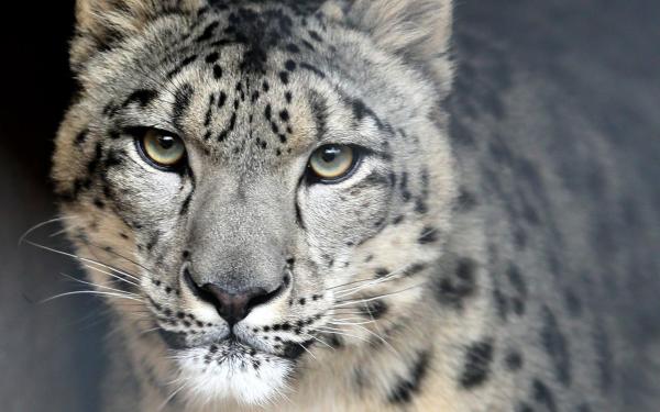 preview Snow Leopard