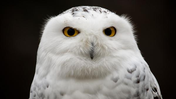 preview Snowy Owl