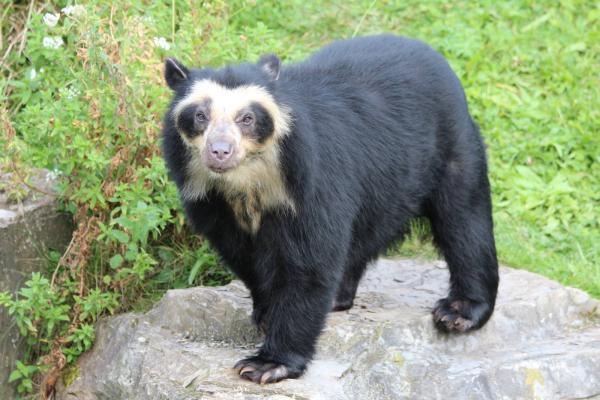 preview Spectacled Bear