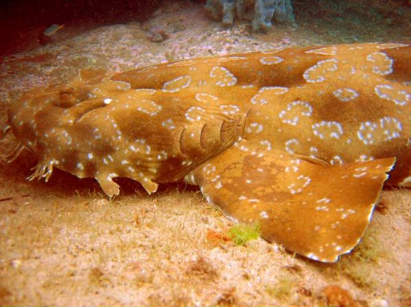 preview Spotted Wobbegong Shark