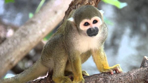 preview Squirrel Monkey