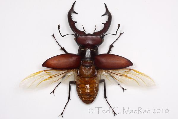 preview Stag Beetle