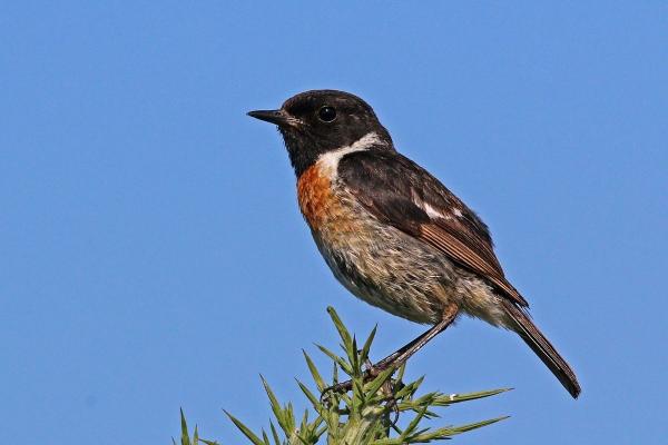 preview Stonechat