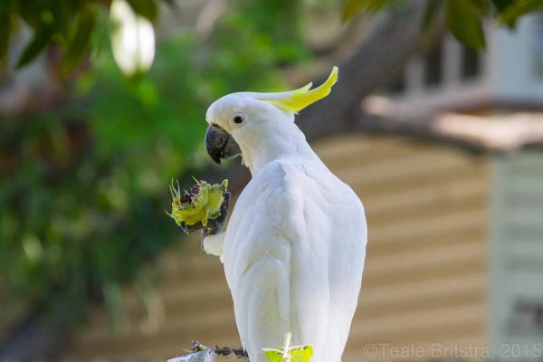 preview Sulphur-crested Cockatoo