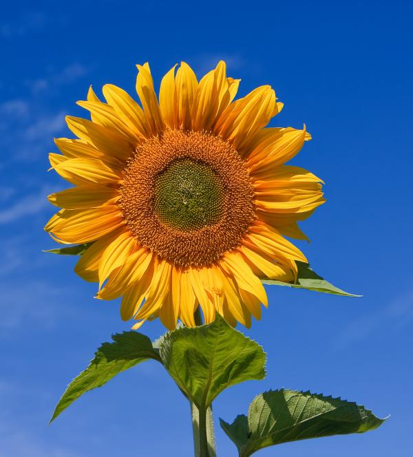 preview Sunflower