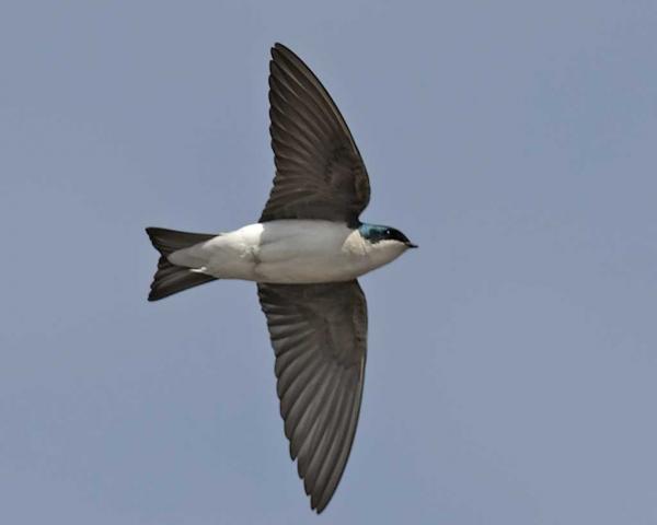 preview Tree Swallow