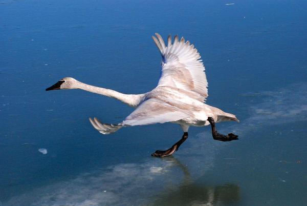 preview Trumpeter Swan