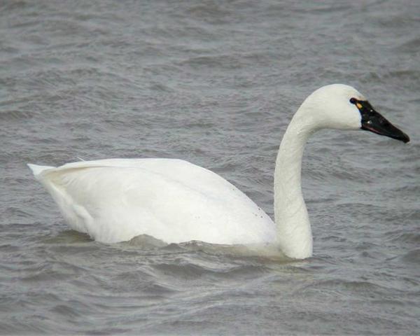 preview Tundra Swan