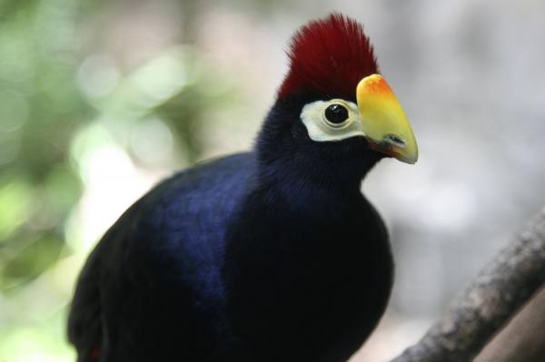 preview Turaco