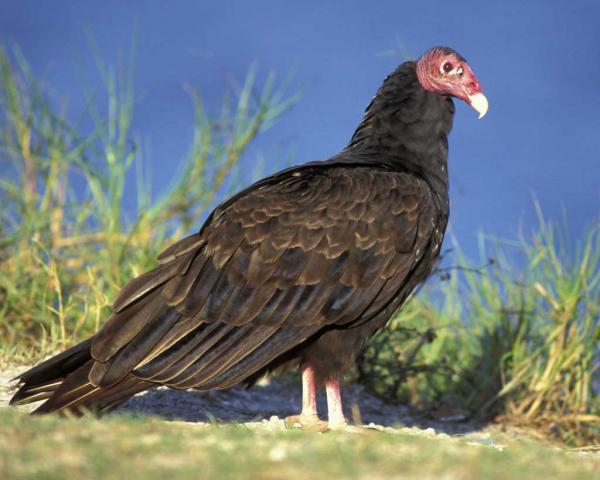preview Turkey Vulture