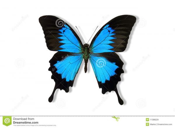 preview Ulysses Butterfly