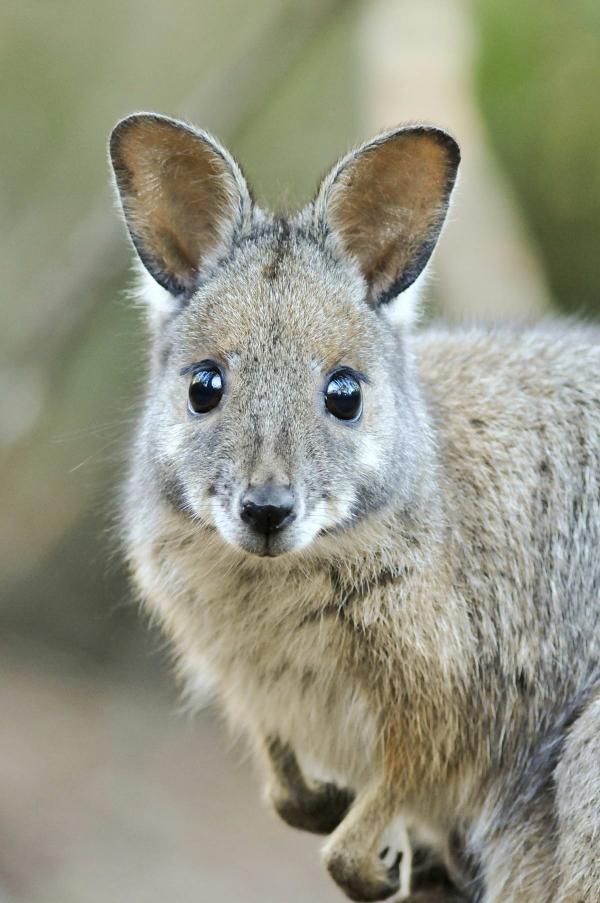 preview Wallaby