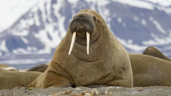 preview Walrus