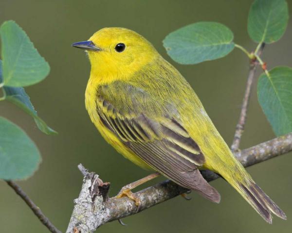 preview Yellow Warbler
