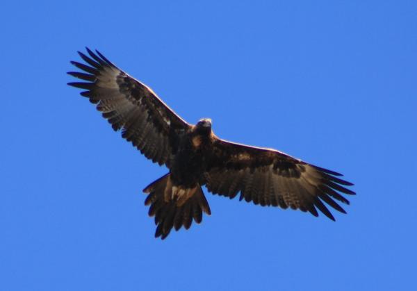 preview Wedge Tailed Eagle