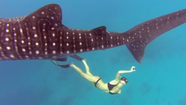 preview Whale Shark