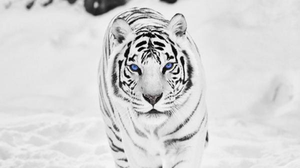 preview White Tiger