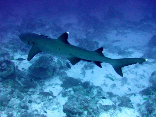 preview White Tipped Reef Shark