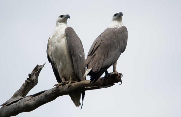 preview White-bellied Sea Eagle