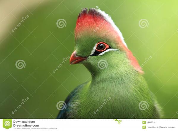 preview White-cheeked Turaco