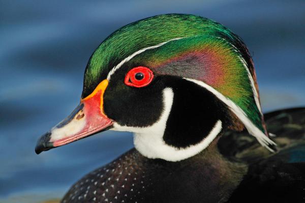 preview Wood Duck