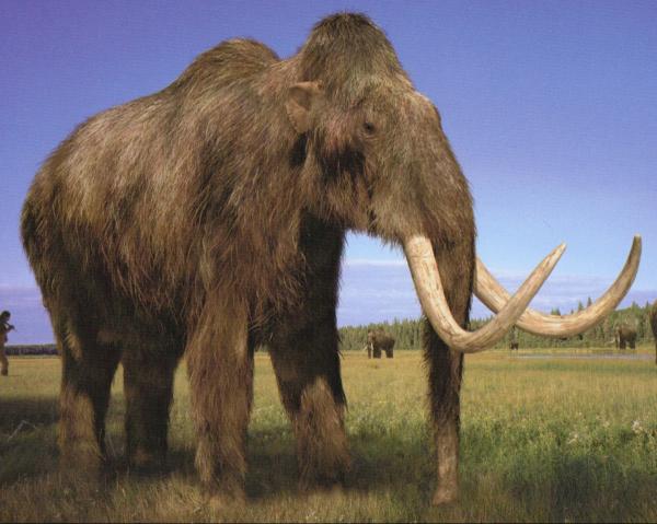 preview Woolly Mammoth