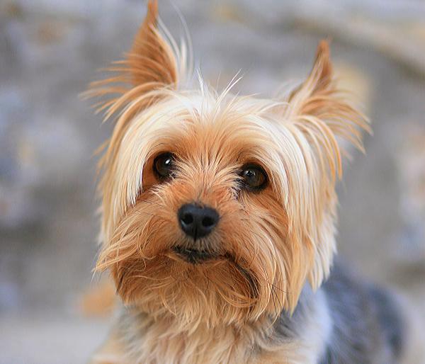 preview Yorkshire Terrier