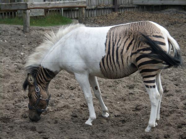 preview Zebroid
